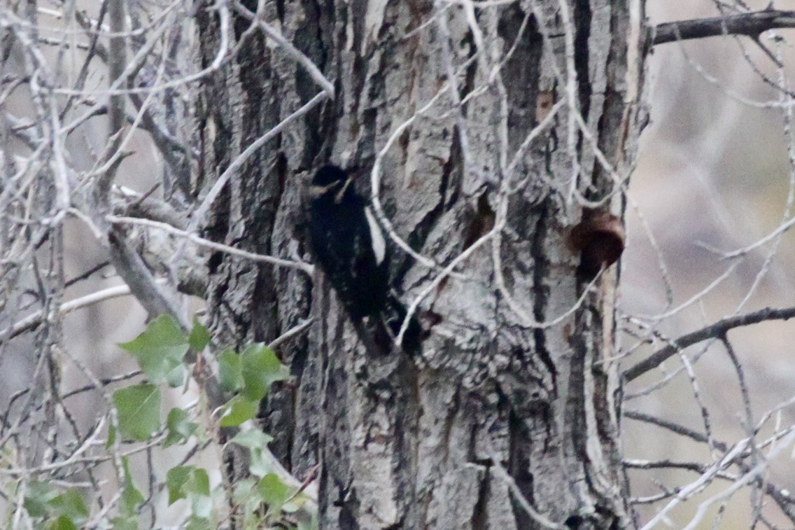 Williamson's Sapsucker - ML507100941