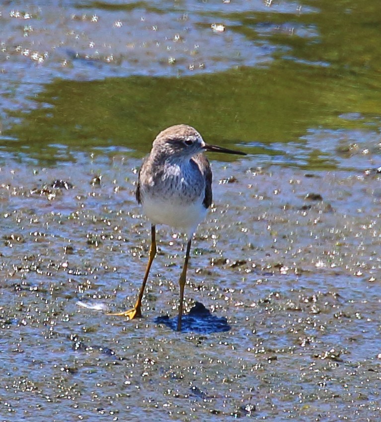 Lesser Yellowlegs - ML507102781