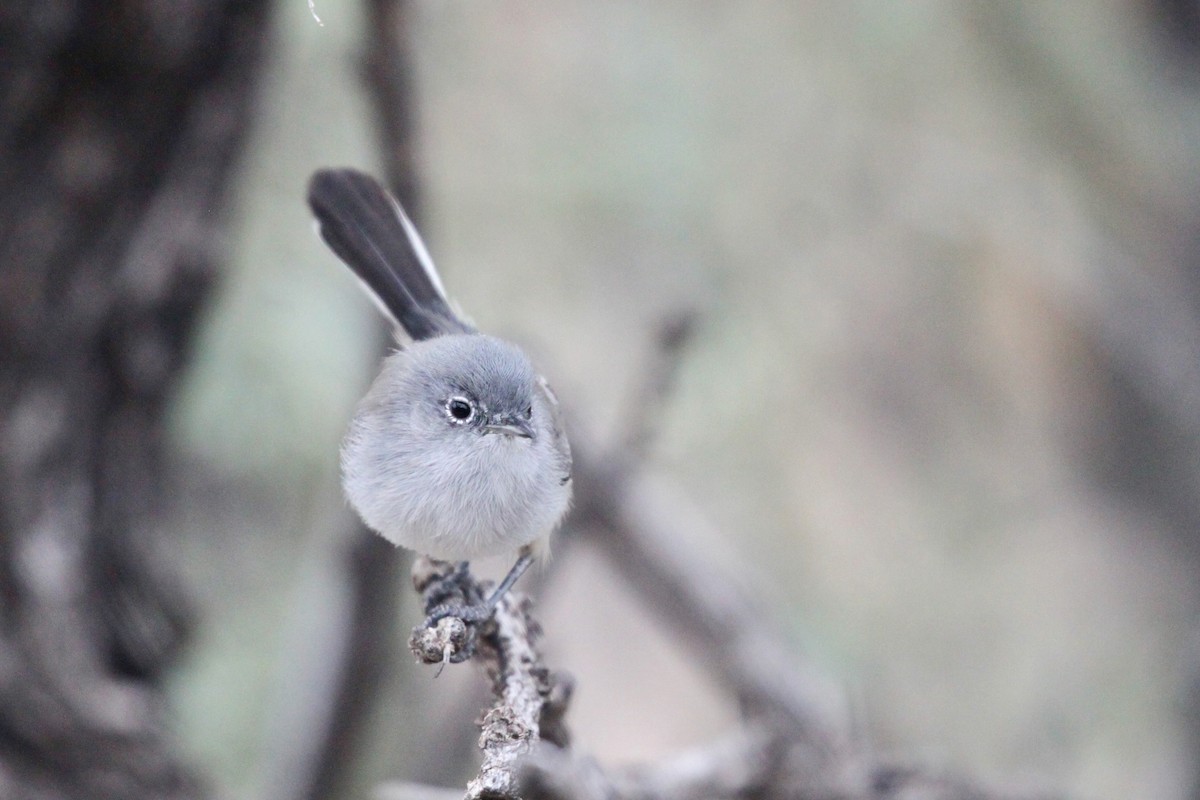 Black-tailed Gnatcatcher - ML507103271