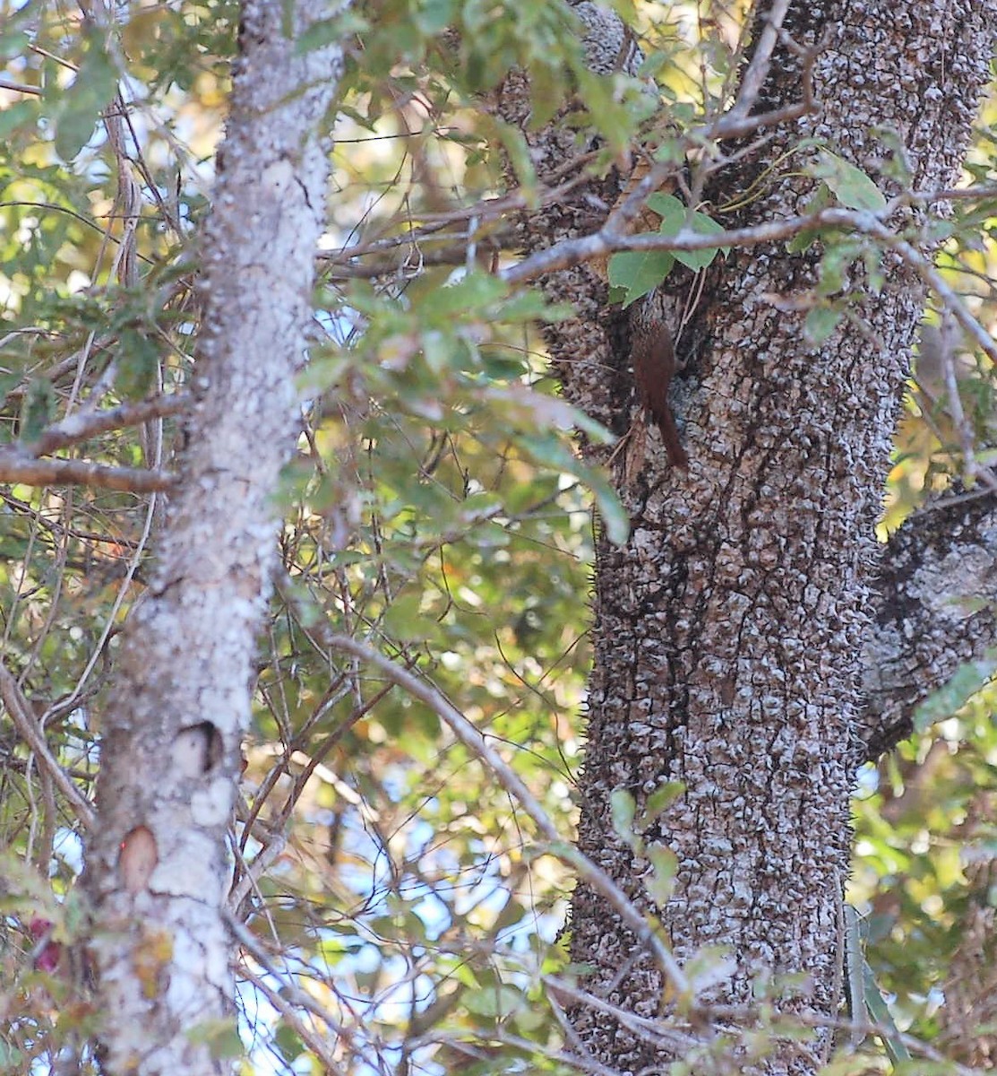 Ivory-billed Woodcreeper - ML50710381