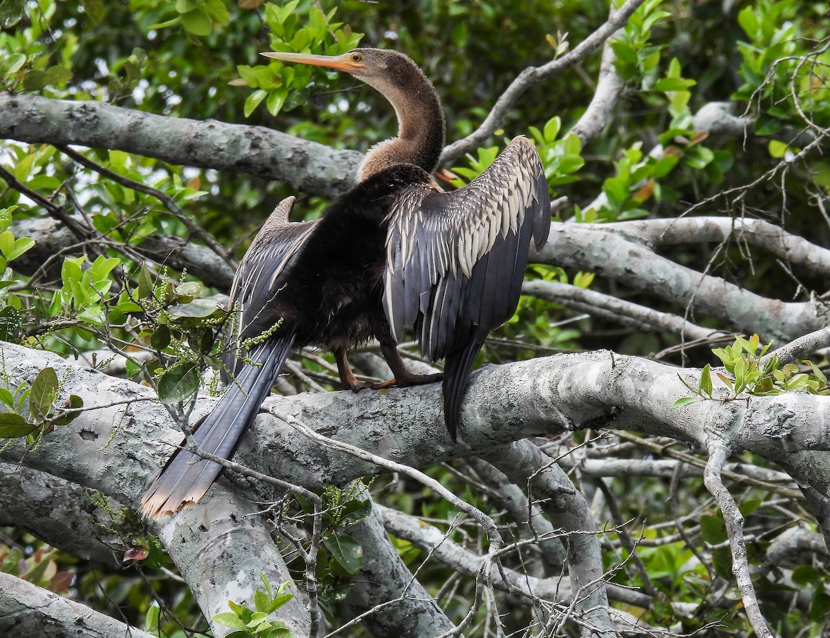 Anhinga Americana - ML507104691