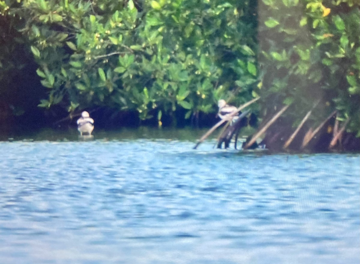 Avoceta Americana - ML507106501