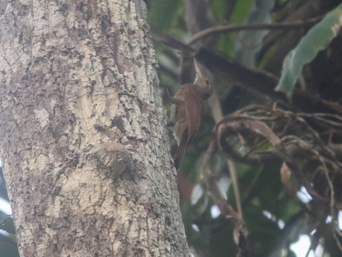 Amazonian Barred-Woodcreeper (Jurua) - ML507106911