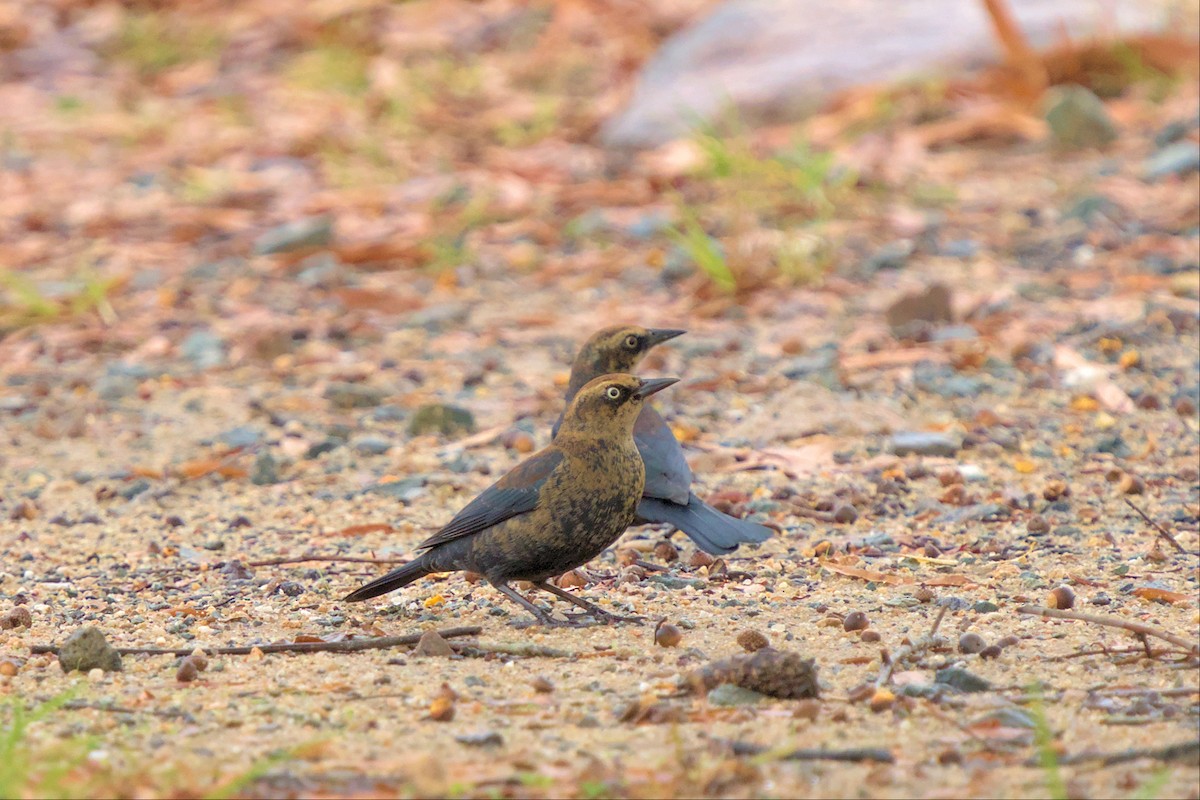 Rusty Blackbird - ML507107341