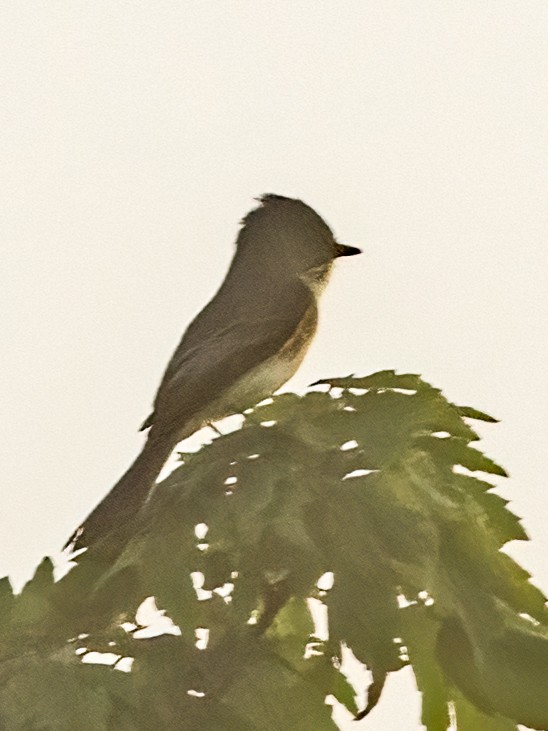 Eastern Phoebe - ML507107491