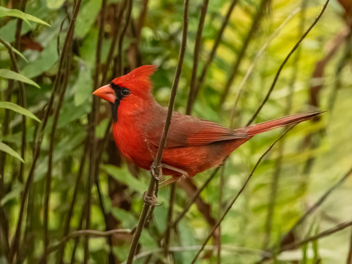 Northern Cardinal - ML507107841