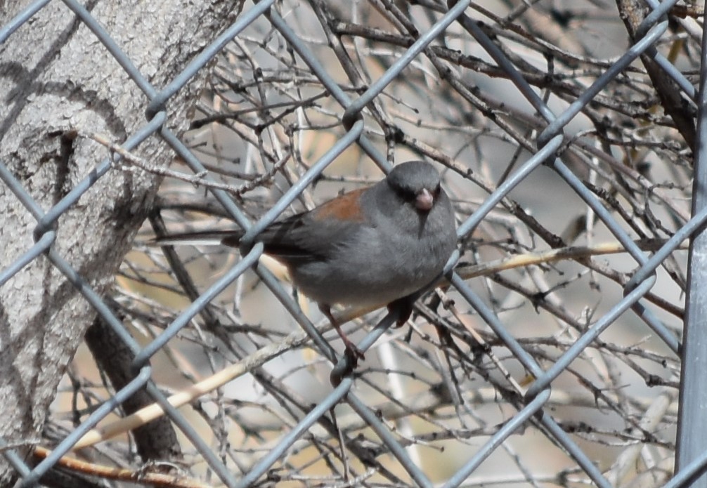 Junco ardoisé (caniceps) - ML50710831