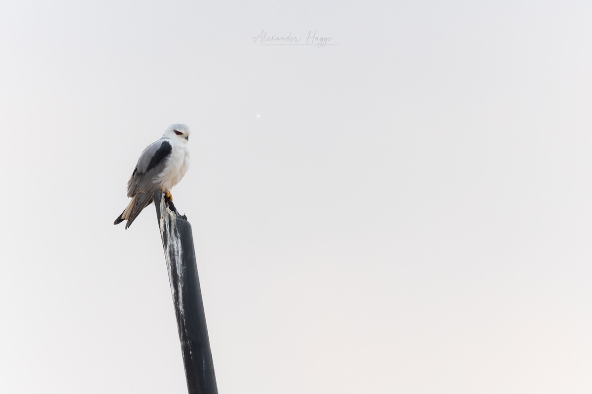 Black-winged Kite - ML507109381