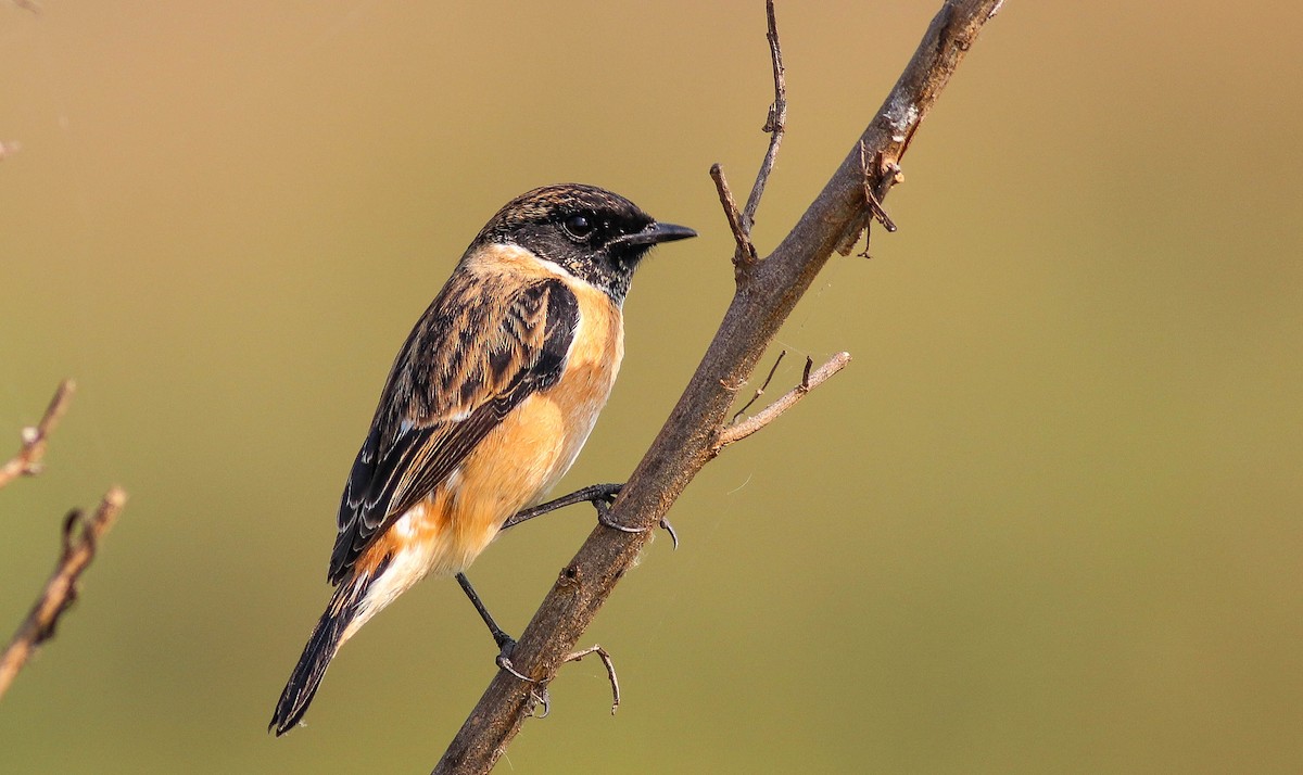 Siberian Stonechat - ML507111401