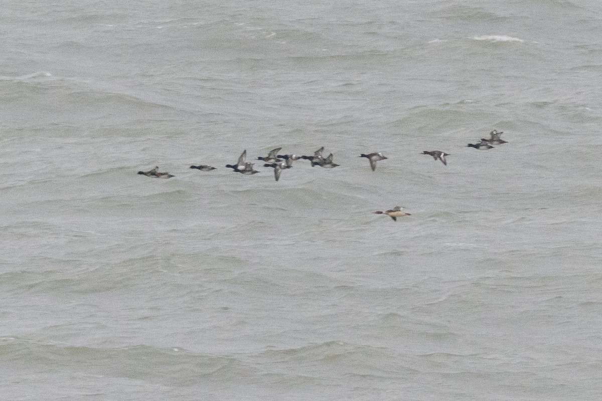 Greater Scaup - ML507113961