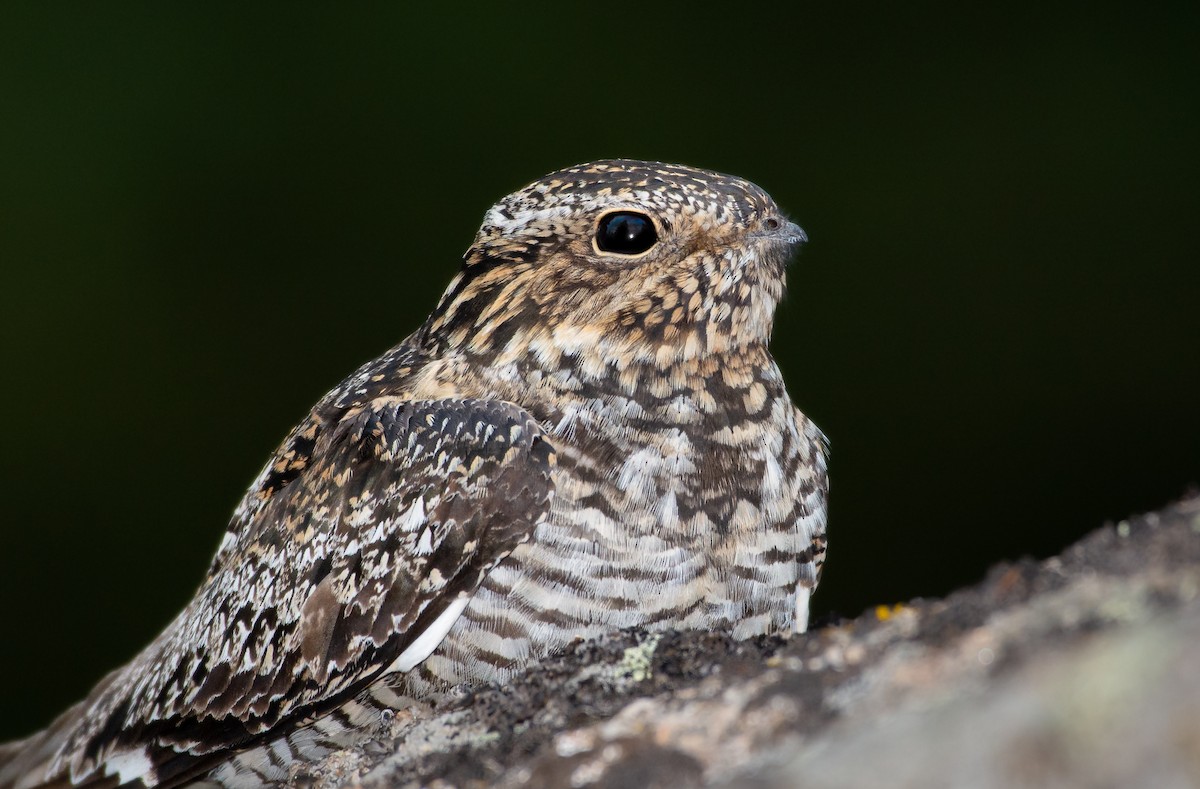 Common Nighthawk - ML507114621