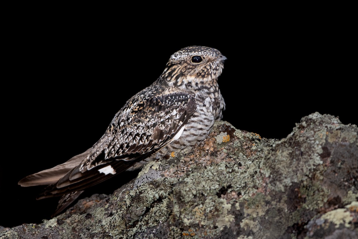 Common Nighthawk - ML507114631