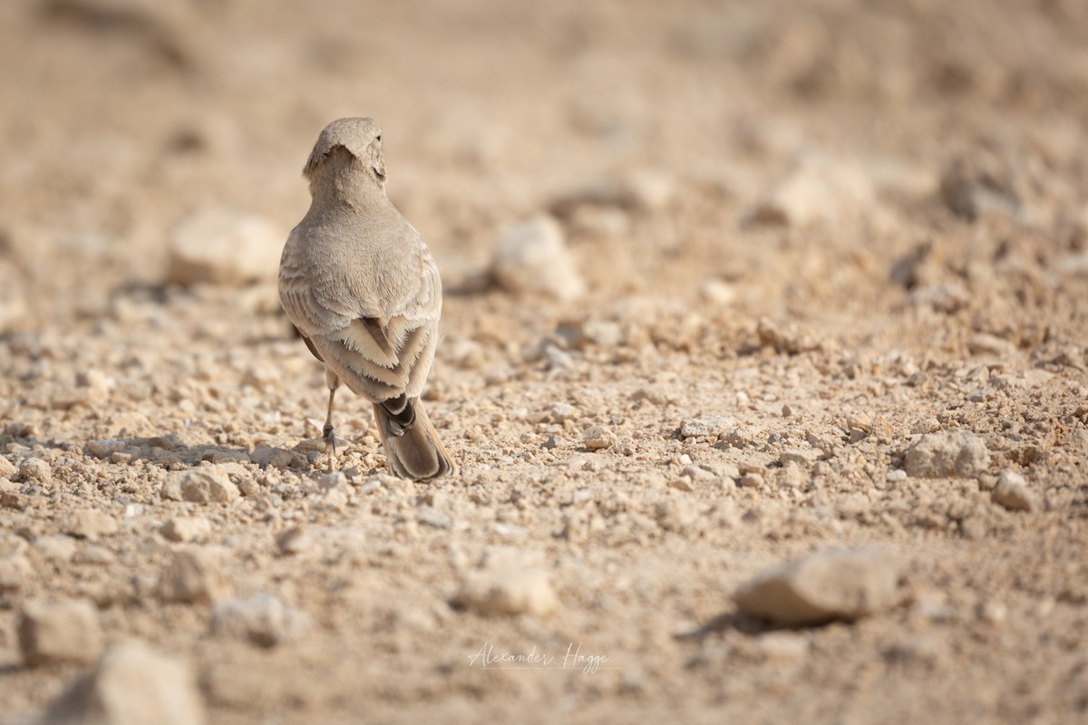 Desert Lark - ML507114961