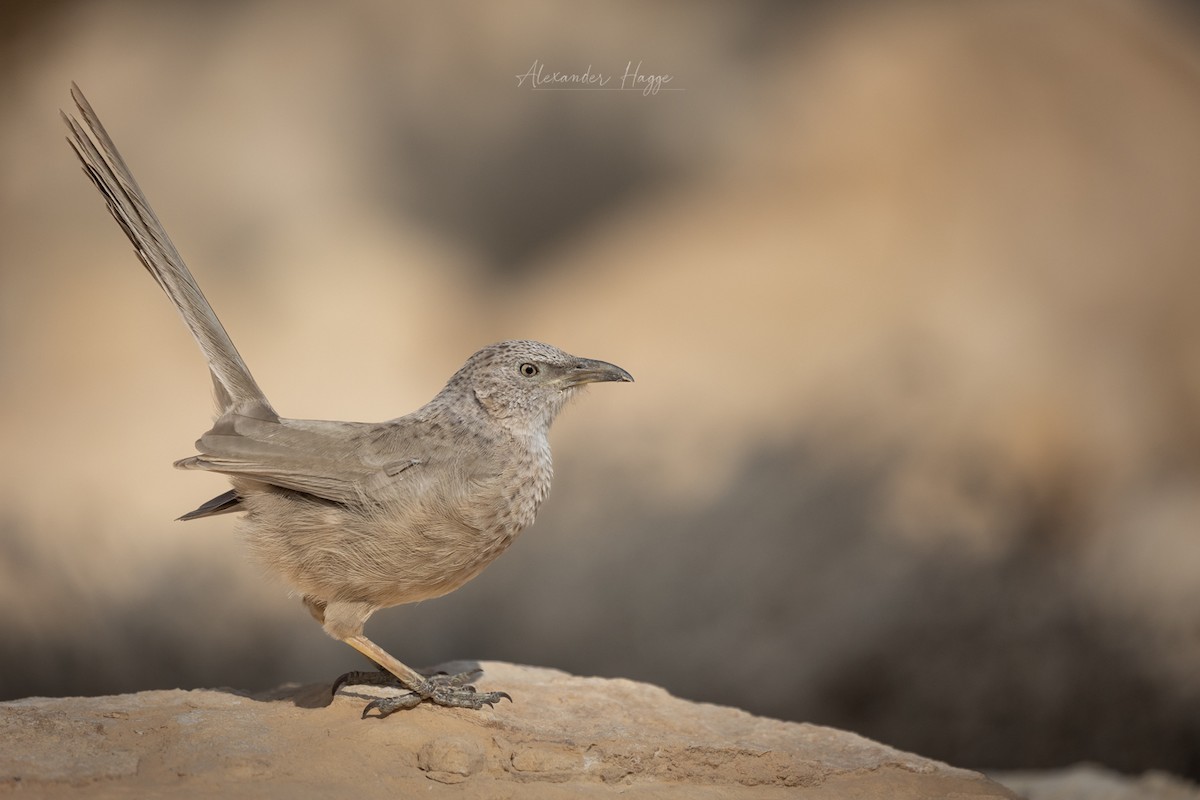 Arabian Babbler - ML507115071