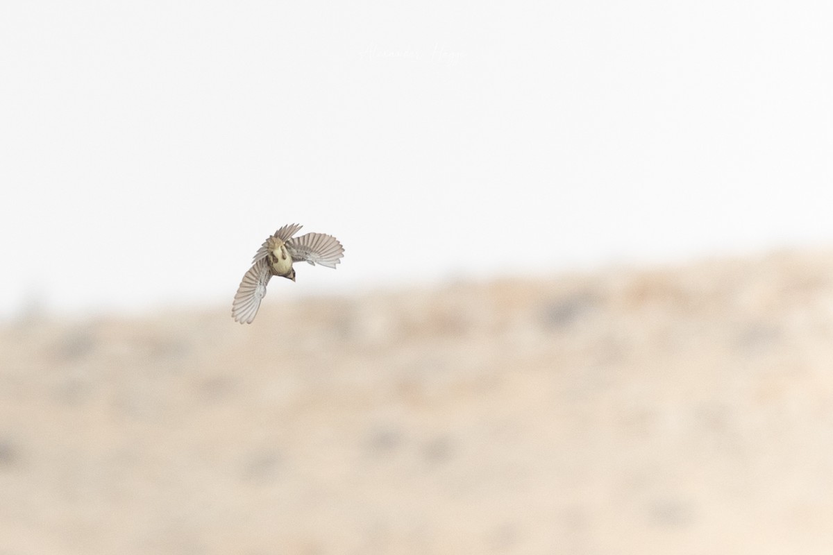 Spanish Sparrow - Alexander Hagge