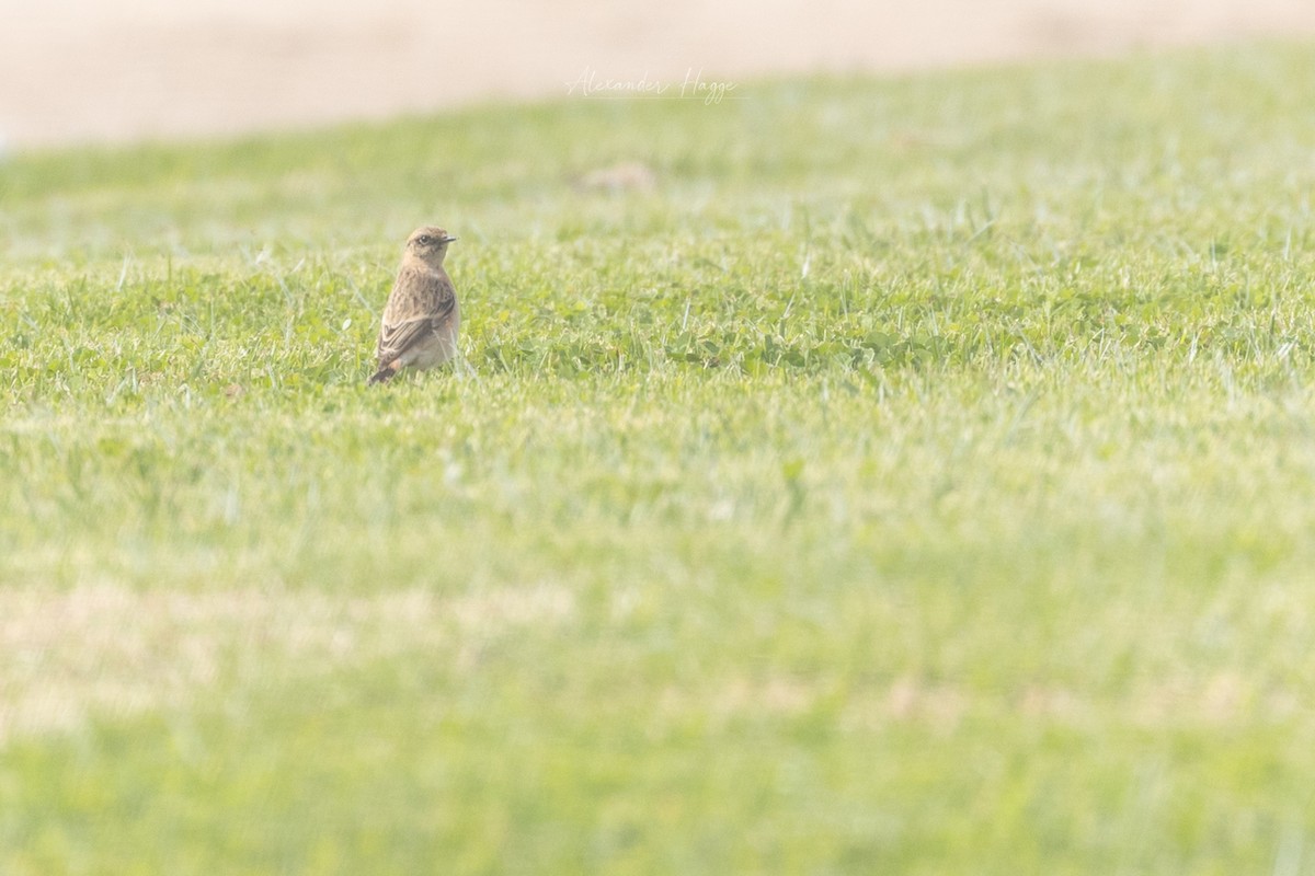 Siberian Stonechat (Caspian) - ML507115171