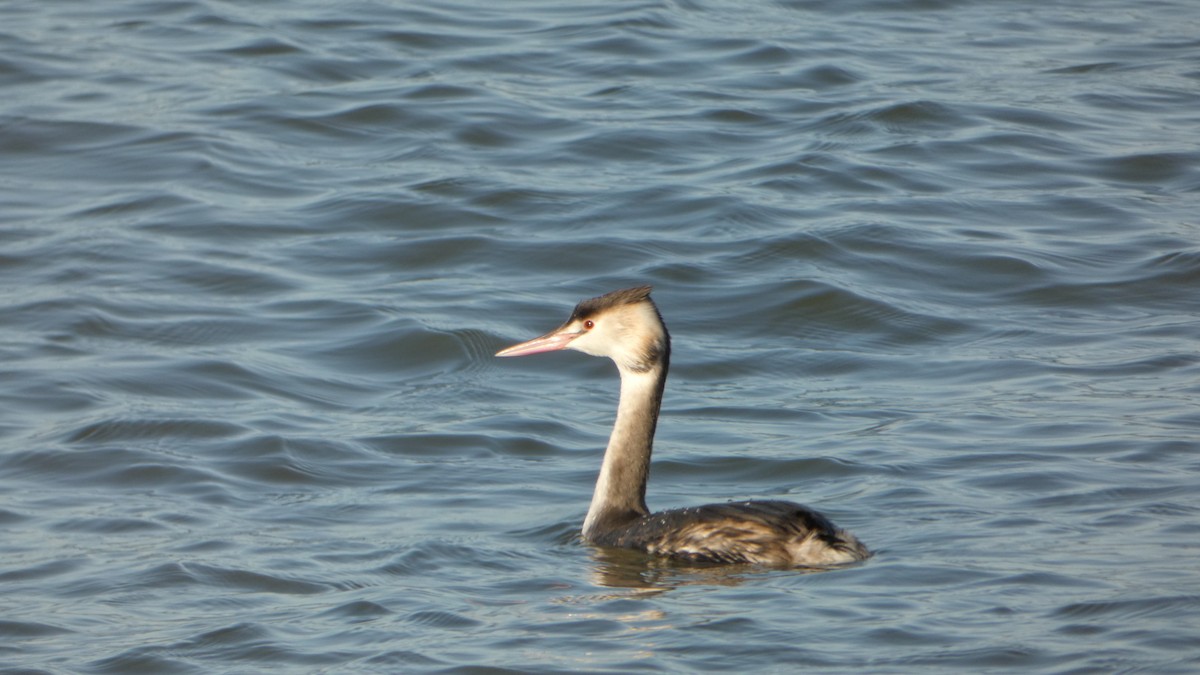 Great Crested Grebe - ML507115261