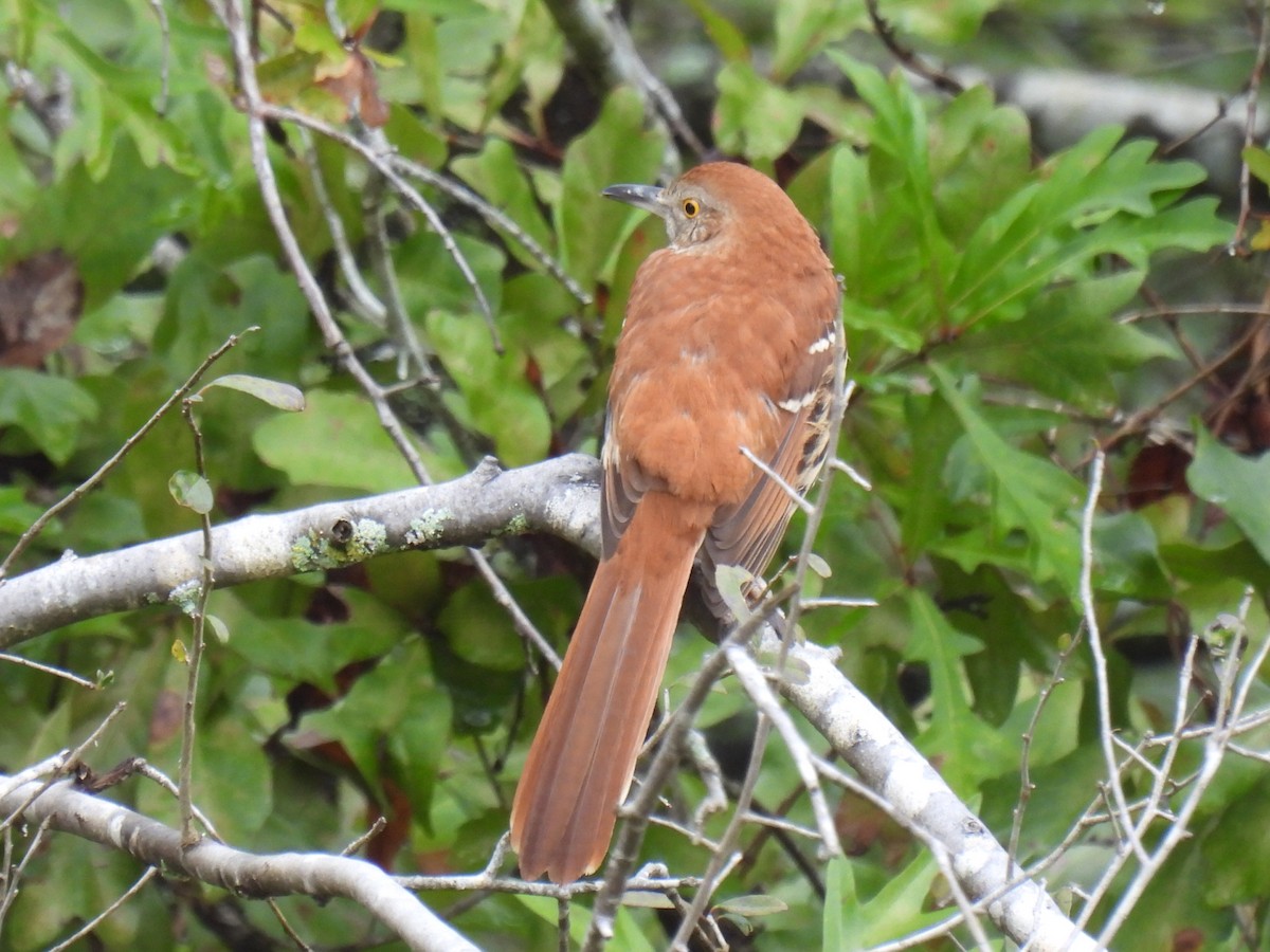 Brown Thrasher - Marie Asscherick