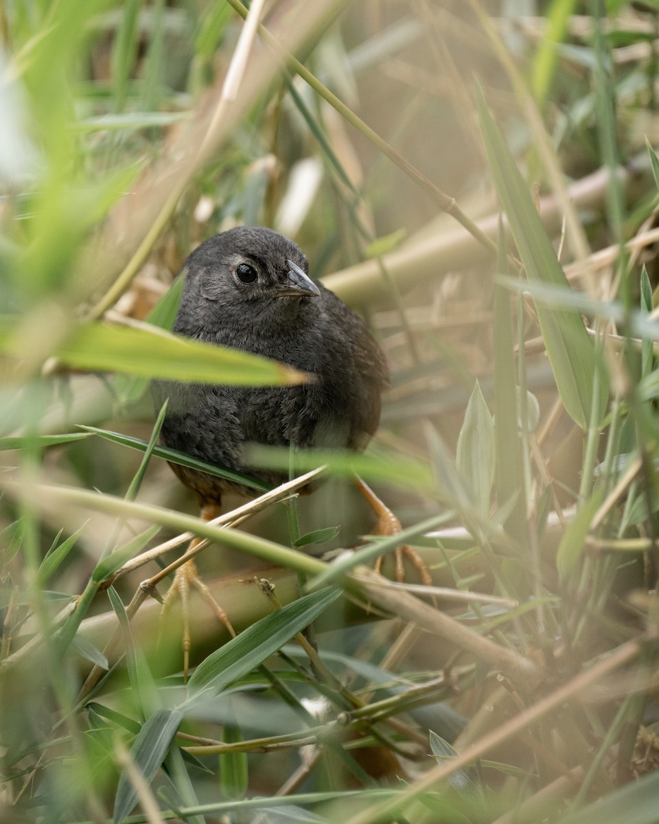 Ochre-flanked Tapaculo - ML507116341