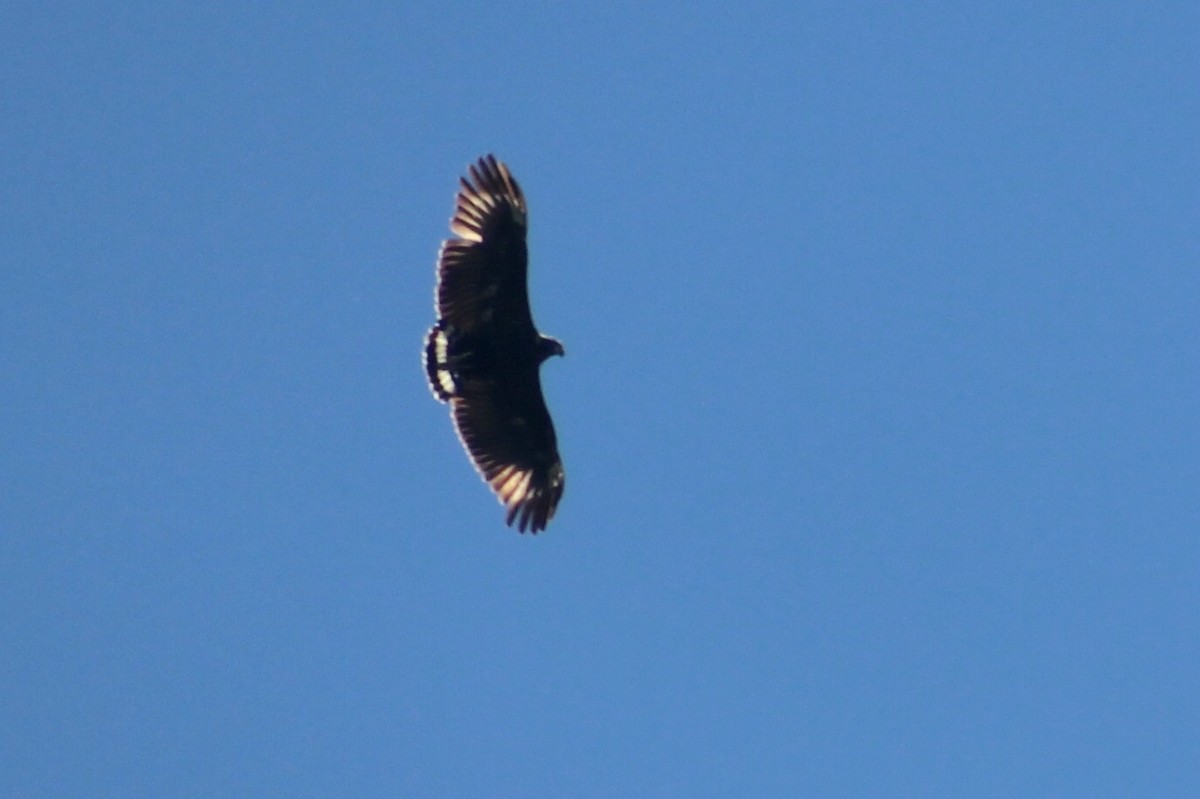 Solitary Eagle - ML50711651