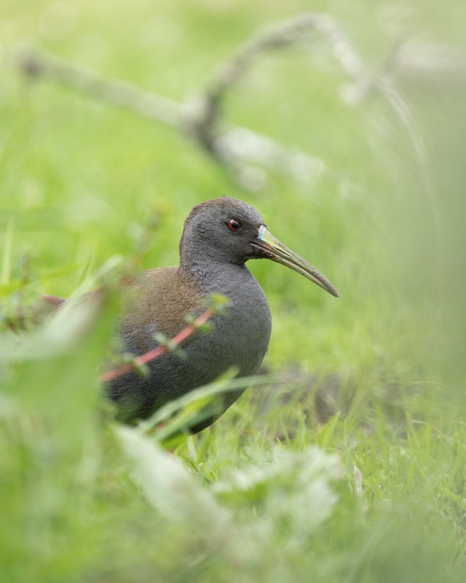 Plumbeous Rail - ML507116581