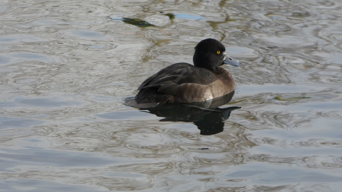 Tufted Duck - ML507117211