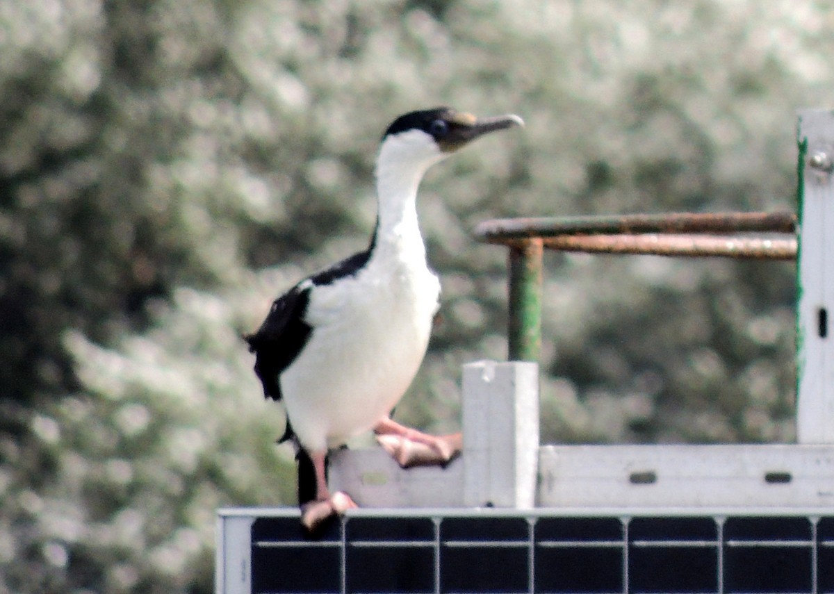 Imperial Cormorant - ML50711821