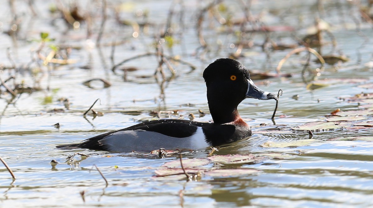 Ring-necked Duck - ML50711891