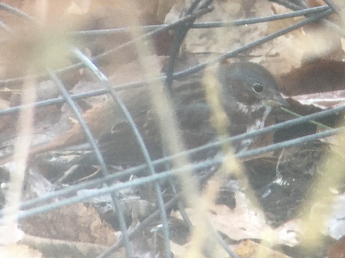 Fox Sparrow - ML507121061