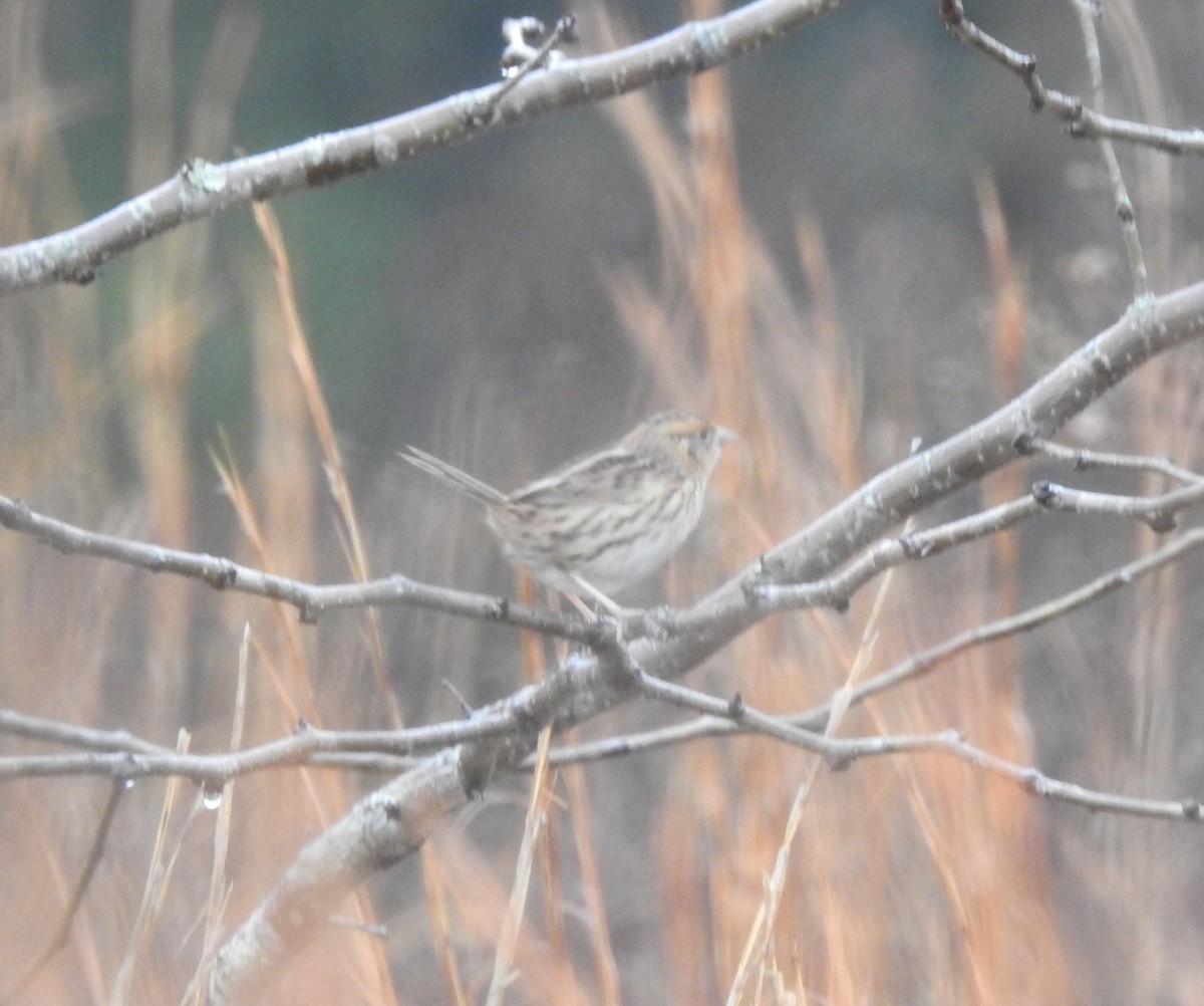 LeConte's Sparrow - ML507121211