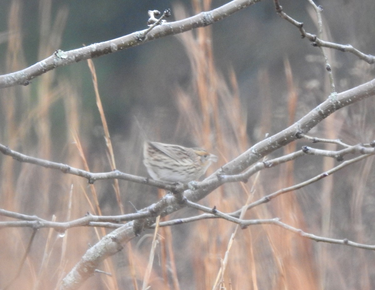 LeConte's Sparrow - ML507121221