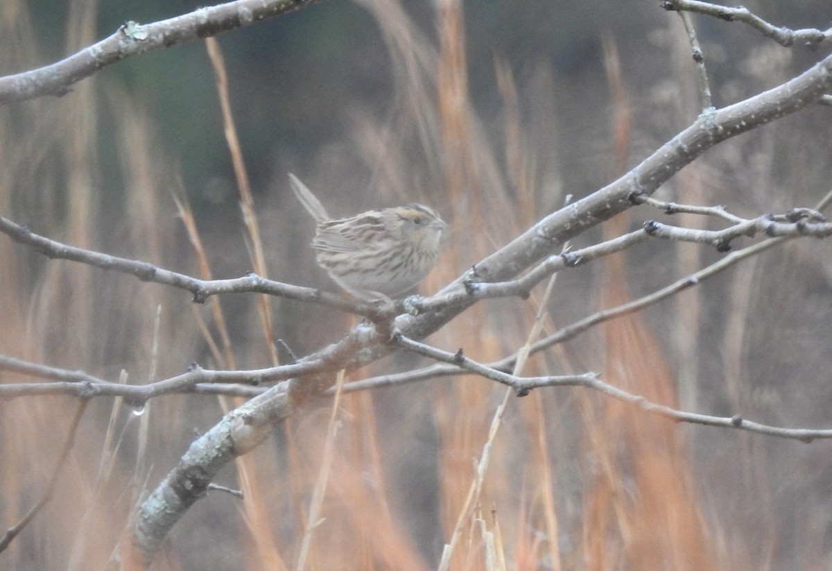 LeConte's Sparrow - ML507121231