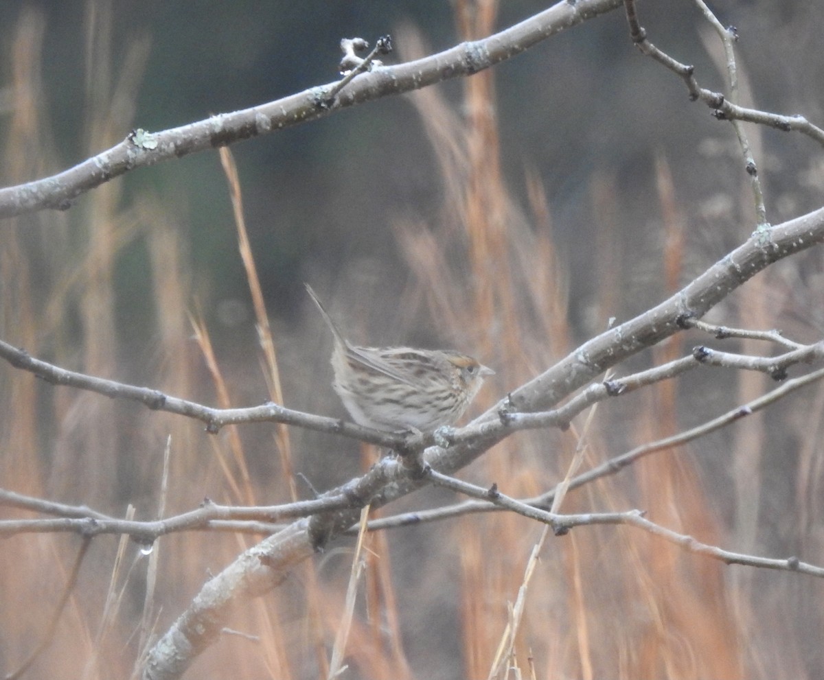 LeConte's Sparrow - ML507121241
