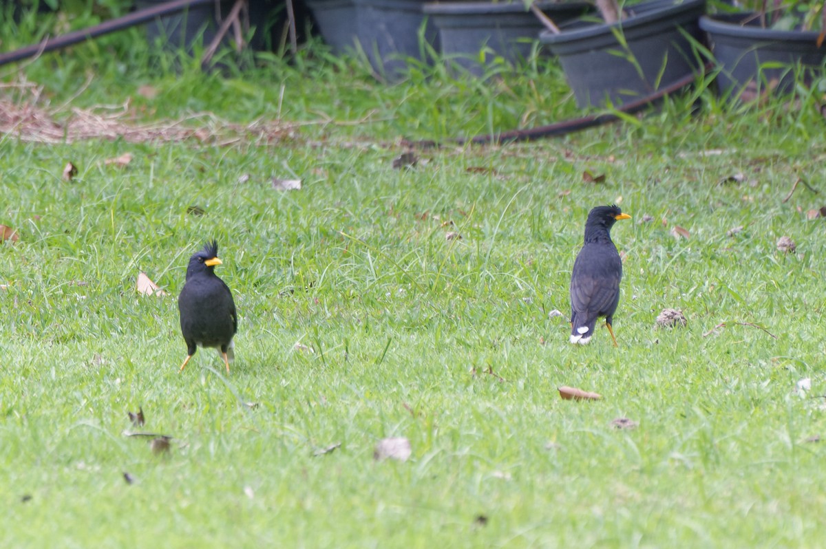 Great Myna - Donald Davesne