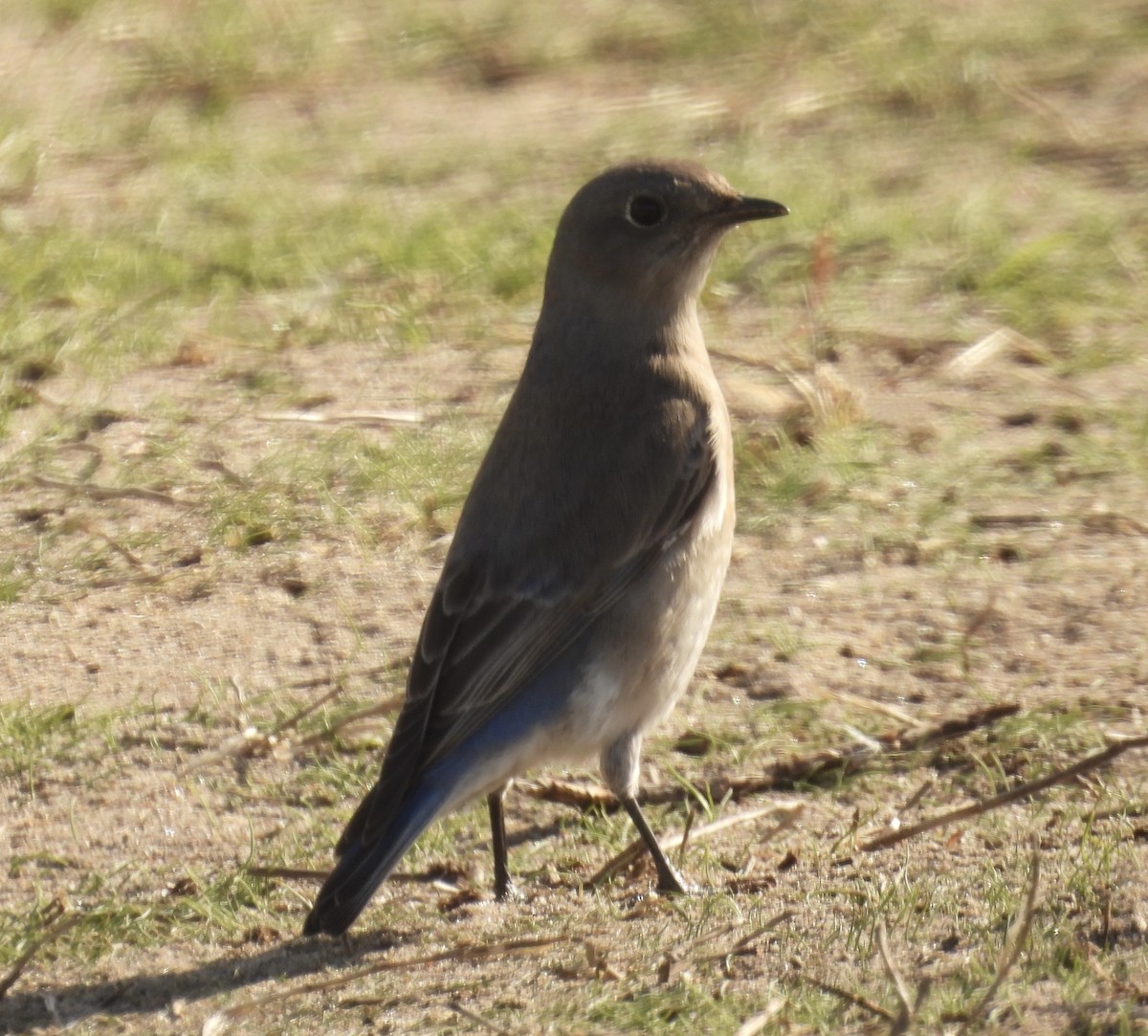 Western Bluebird - ML507122151