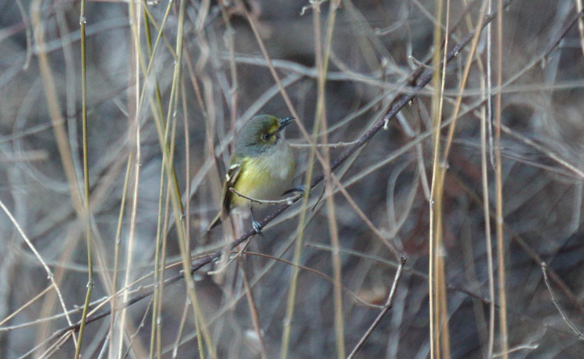 White-eyed Vireo - ML50712271