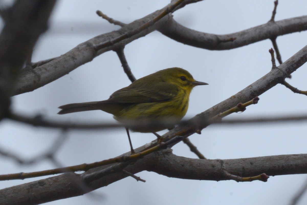 Prairie Warbler - ML507122791