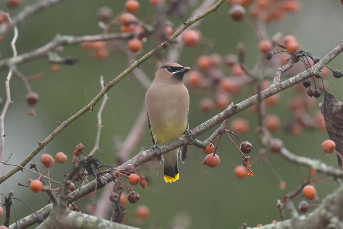 Cedar Waxwing - ML507122921