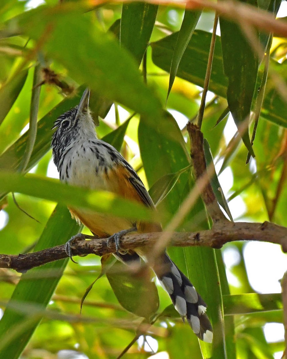 Striated Antbird - ML507122971