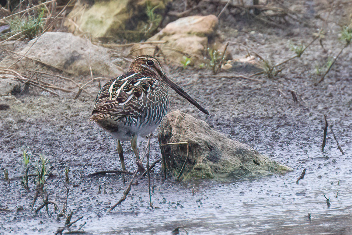 Wilson's Snipe - ML507123111