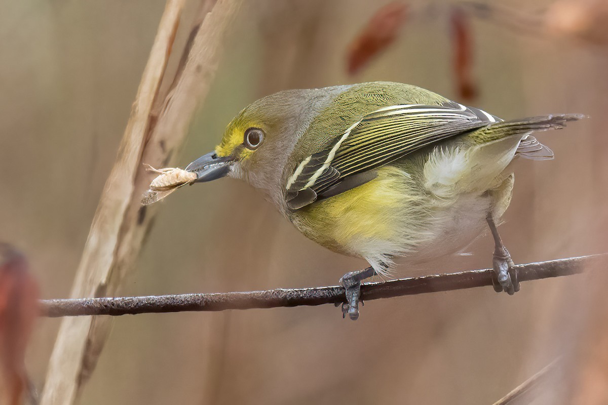 White-eyed Vireo - ML507123291