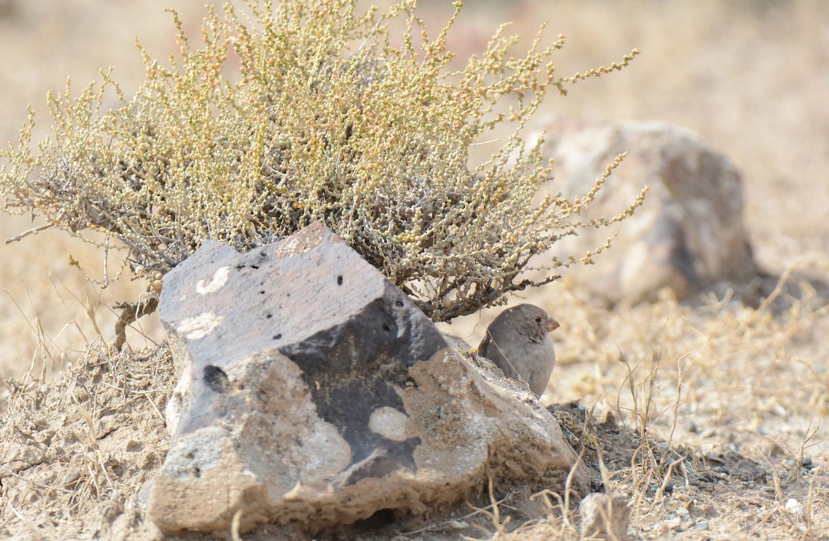 Толстоклювый пустынный вьюрок - ML507124541