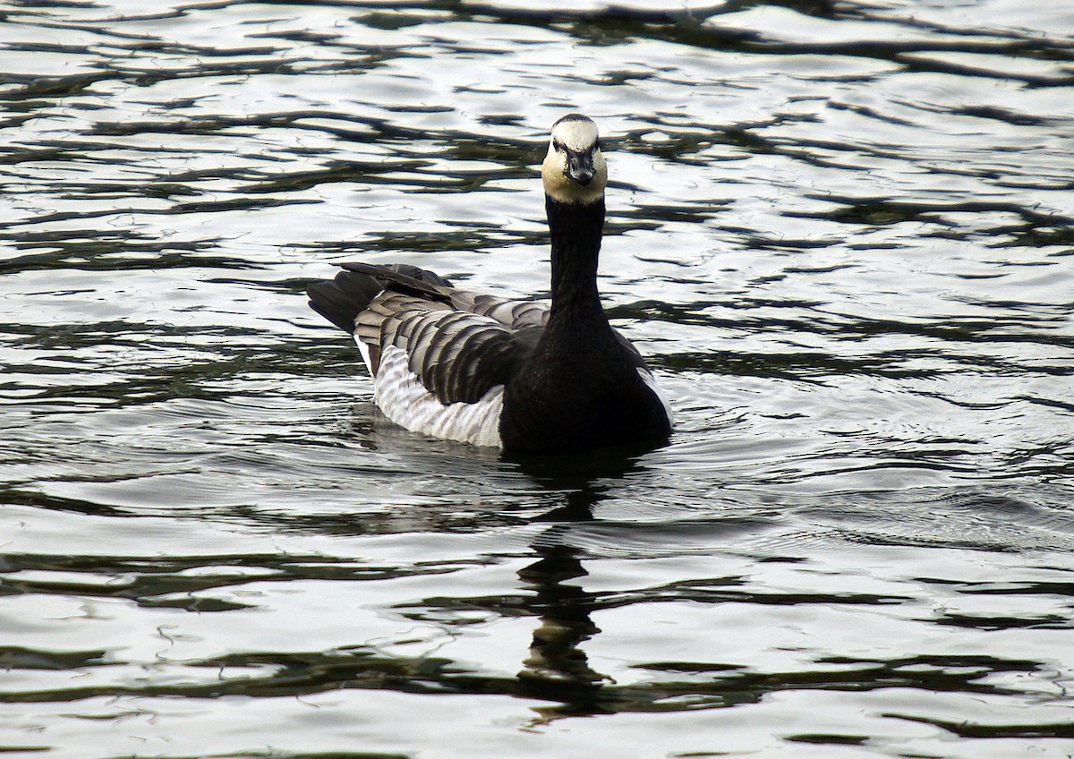 Barnacle Goose - ML507125121