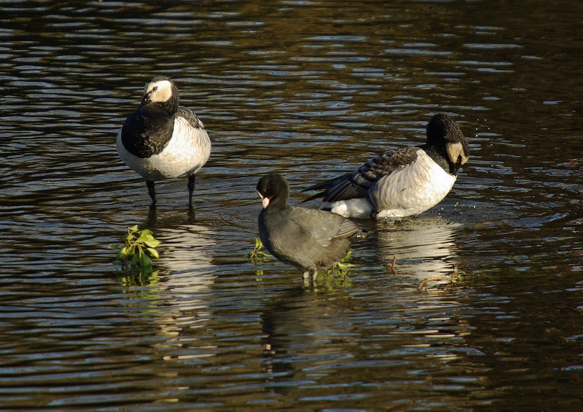 Barnacle Goose - ML507125311