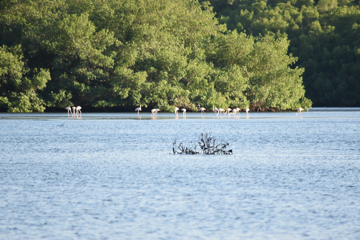 American Flamingo - ML507127441