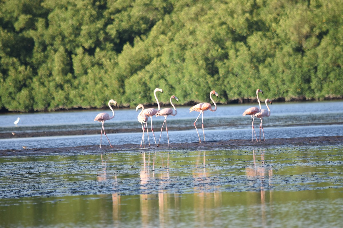 American Flamingo - ML507127591