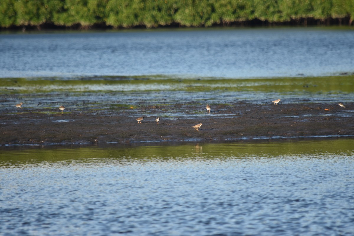 Collared Plover - ML507127871