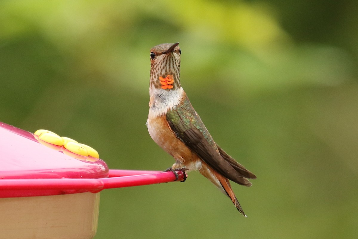 Rufous Hummingbird - ML507128251