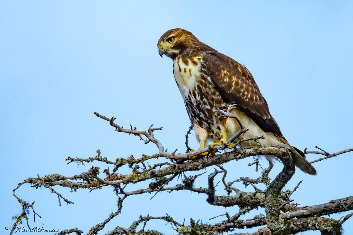Red-tailed Hawk - ML507128991