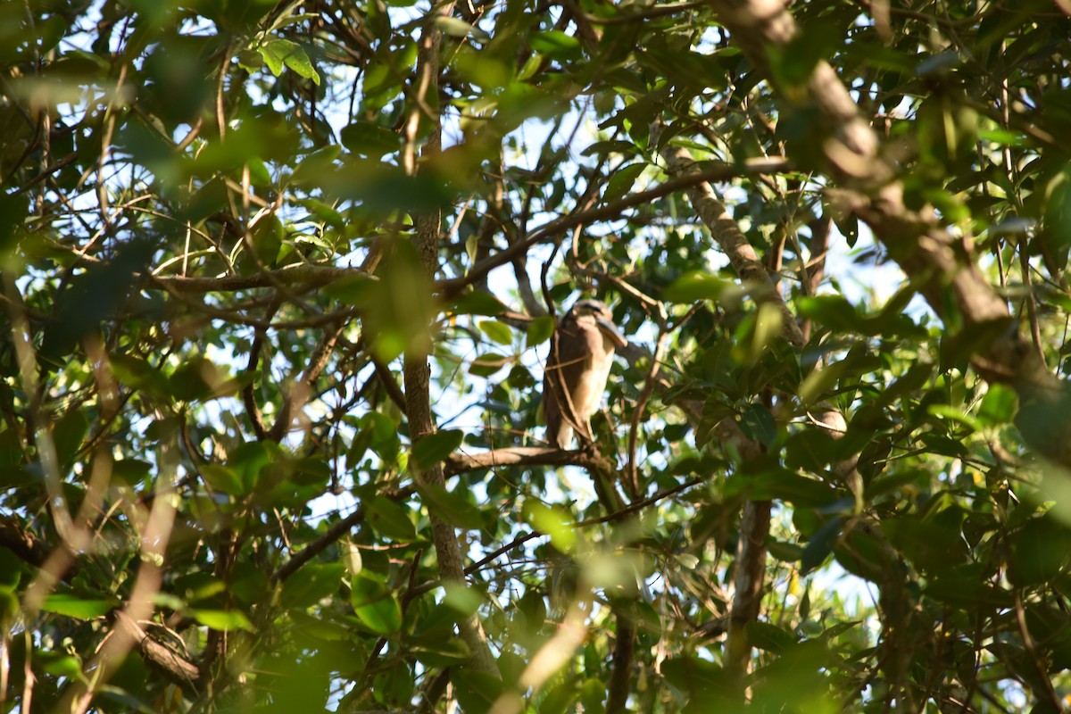 Boat-billed Heron - ML507129061